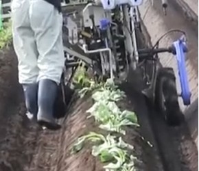 日本是如何种植红薯的？一台专门的栽种机器，一秒一棵高效率种植