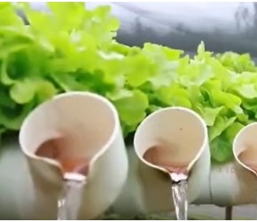 生菜是怎么种植出来的