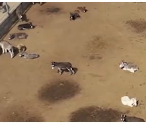 肉驴养殖技术