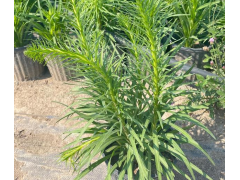 想种蛇鞭菊？快来学种植方法和养殖要点！