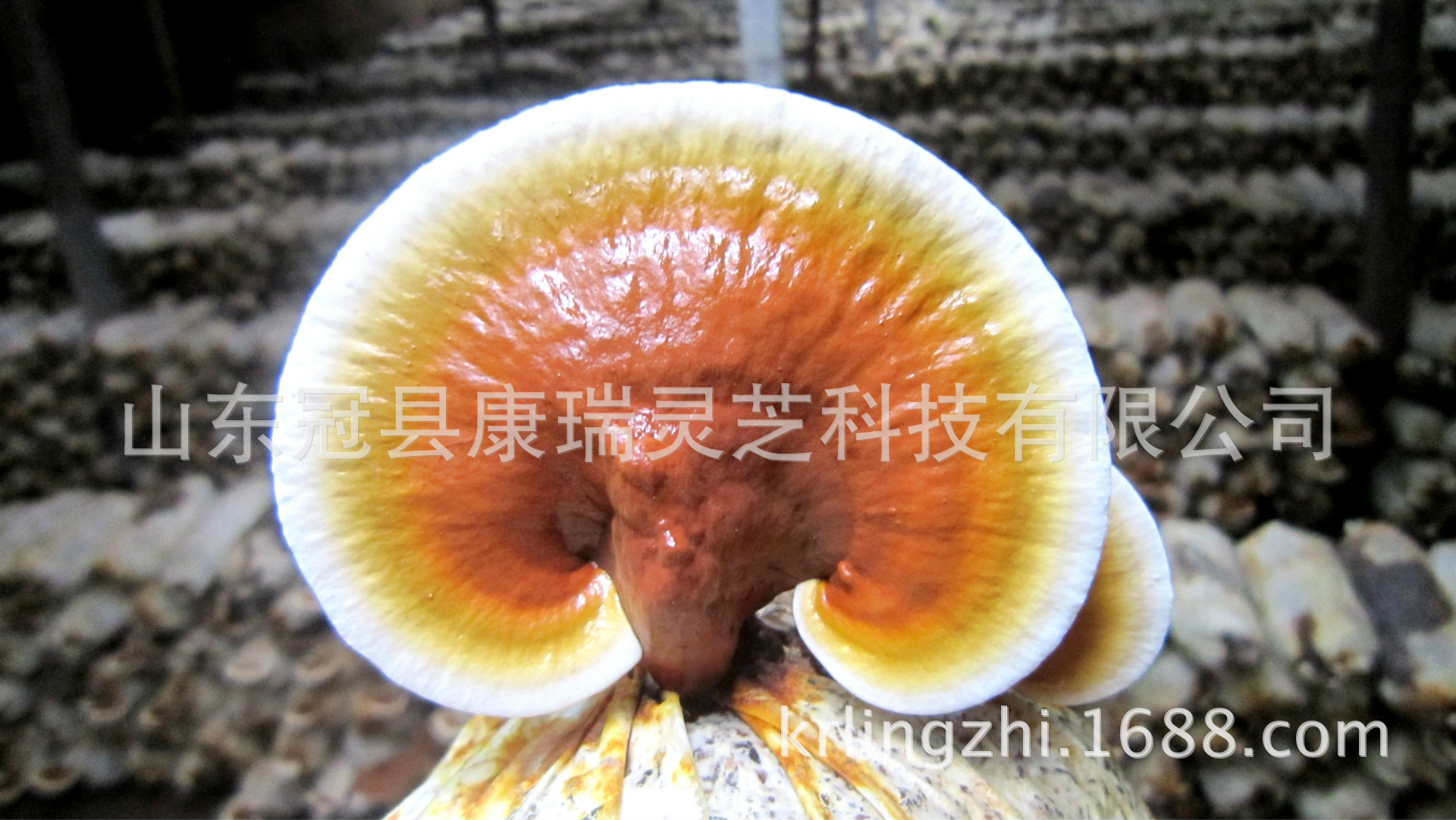 鲜灵芝30