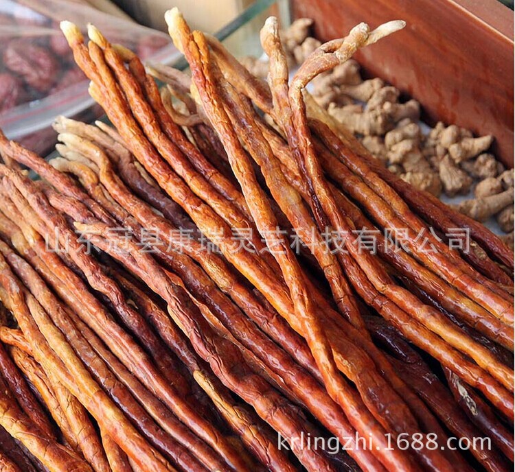 鹿角灵芝15