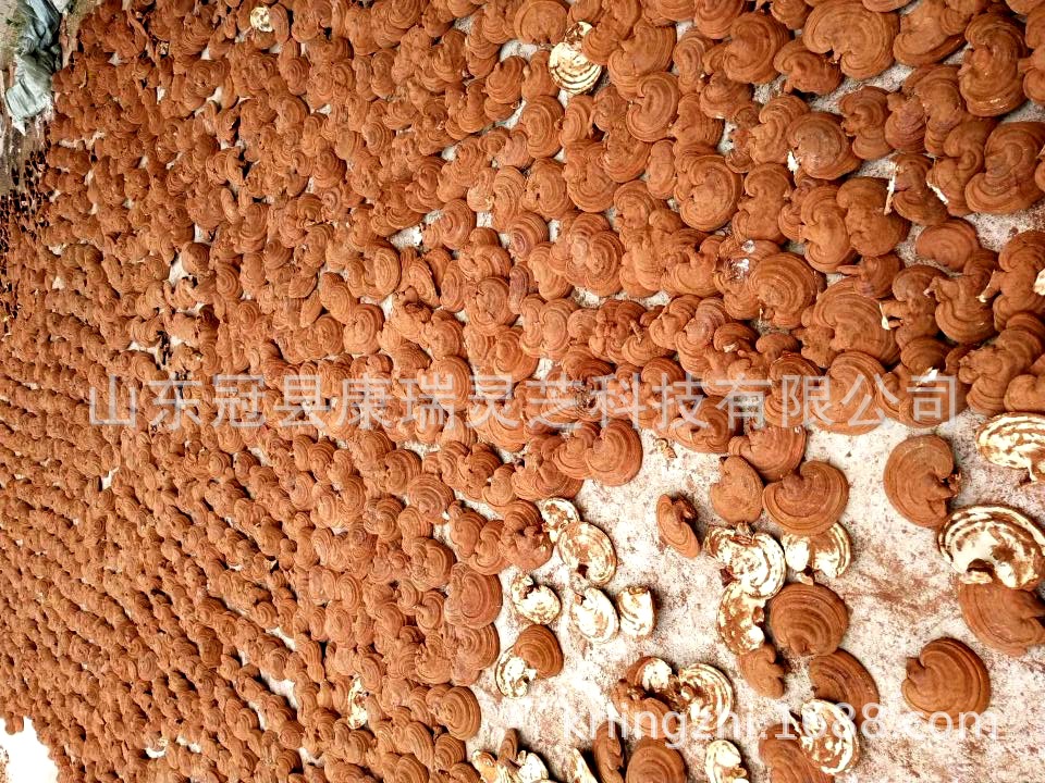 QQ图片20181120131614