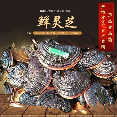 山东产地直供 鲜灵芝金边灵芝新鲜采摘灵芝切片泡酒灵芝