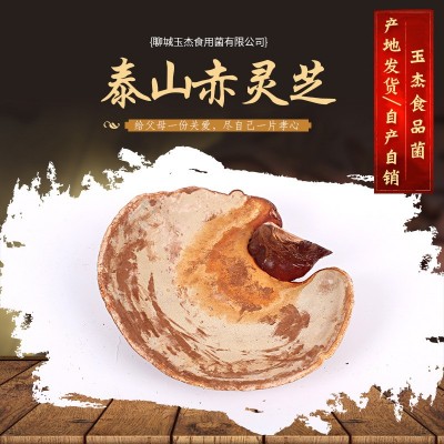 产地大量供应 灵芝泰山赤灵芝 泰山赤灵芝 椴木紫灵芝泰山赤灵