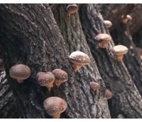 现代农业之——香菇的种植、收获与加工