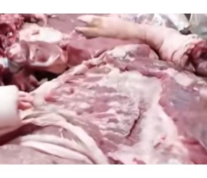 为啥美国猪肉4元1斤，看人家的养殖加工，就知道为什么便宜