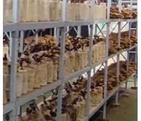 鹿茸菌种植实际产量与收益详解