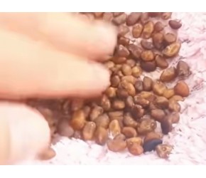 盆栽空心菜的详细教程来了