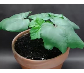 秋葵种植方法和技巧，秋葵115天生长过程！