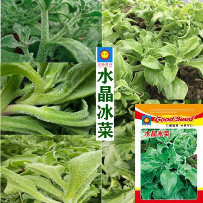 蔬菜种子水晶冰菜种子批发厂家袋装地摊菜种一级批发菜籽玉米西瓜