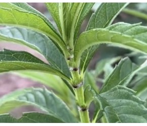 菜地最贵蔬菜“地笋”，也叫冬虫夏草，懂的老人悄悄种植