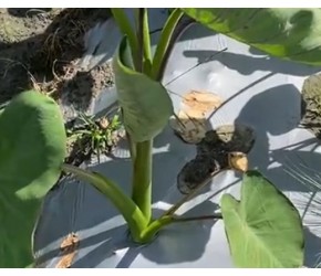 芋头科学种植有方法，个个最少5斤多，长势旺产量高