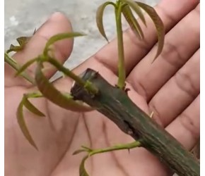 如果将芒果从种子开始种植，多久才能开花结果呢？