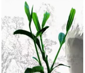 茶树的种植条件