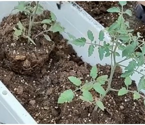 一学就会的保姆级番茄种植教程！