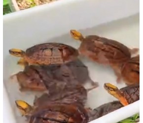 金钱龟品种中的海南种观赏养殖比较多人喜欢的选择！