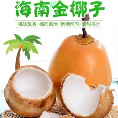 金椰海南黄金椰新鲜椰汁可口现摘现发源头货源一件代发免邮
