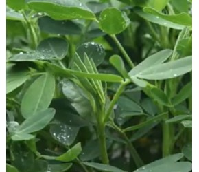 汛期的花生如何管理？