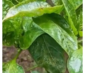 农业防治植物病新思路