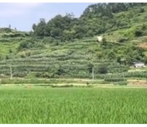 水稻种成这个样子，我是万万没想到的，生态农业有望实现了