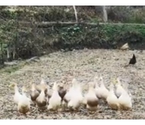 为什么山区适合发展生态种养