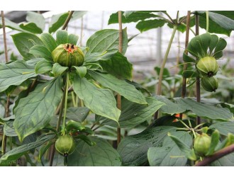 重楼种植技术与栽培管理