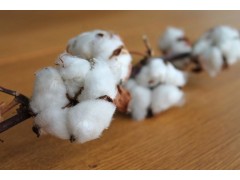 种植棉花怎样追肥效果好？