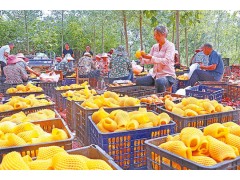 特色林果种植助农增收