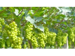 推进农文旅融合 河南淮滨绘就乡村振兴新篇章