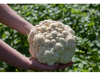 花菜种植技术和种植时间