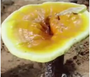 灵芝怎么种植？现代农业：灵芝的种植与收获
