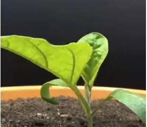茄子种植方法，现代农业：茄子的种植与收获