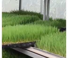 现代农业之——水培饲料牧草的培植与收获