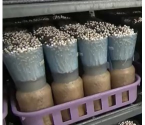 现代农业：金针菇的种植与收获