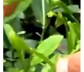 改变生活的光伏农业，这才是现代农业