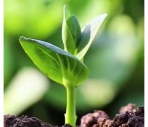 农业种植技术，西瓜怎么种不重茬的方法