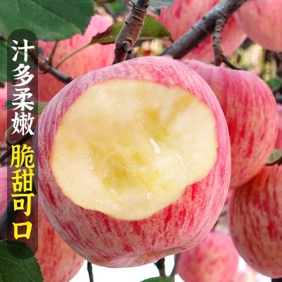 烟台红富士苹果水果10斤当季整箱山东栖霞新鲜苹果批发一件代发