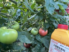 番茄种植中，幼苗移栽前的准备工作
