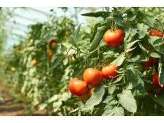 西红柿种植方法和时间