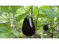 茄子种植管理技术要点