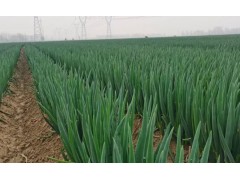 探寻最晚播种时间！大葱种植最佳时机是什么时候？