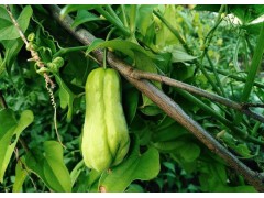佛手瓜种植时间及技术要点