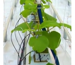 茄子种植方法，现代农业：茄子的种植与收获