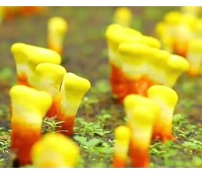 灵芝怎么种植？现代农业：灵芝的种植与收获