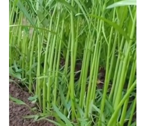 空心菜的一生｜现代农业种植和收蕹菜