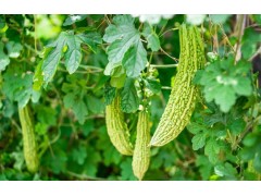 苦瓜怎么种植结瓜多
