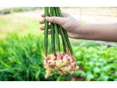 生姜种植需要什么肥料